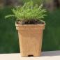 Preview: Achillea nobilis - Kopie