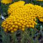 Preview: Achillea filipendulina - Kopie