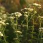 Preview: Achillea nobilis - Edle Schafgarbe