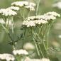 Preview: Achillea nobilis - Edle Schafgarbe