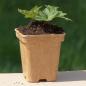 Preview: Aconitum vulparia - Kopie