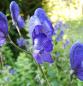 Preview: Aconitum napellus - Blauer Eisenhut