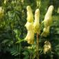 Preview: Aconitum vulparia - Gelber Eisenhut