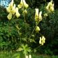 Preview: Aconitum vulparia - Kopie