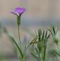 Preview: Agrostemma githago - Kornrade
