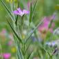 Preview: Agrostemma githago - Kornrade