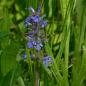Preview: Ajuga reptans - Kriechender Günsel