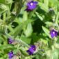 Preview: Anchusa officinalis - Wilde Ochsenzunge