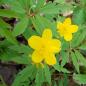 Preview: Anemone ranunculoides - gelbes Windröschen