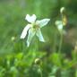 Preview: Anemone sylvestris - Großes Windröschen