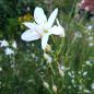 Preview: Anthericum liliago - Astlose Graslilie