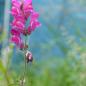 Preview: Antirrhinum majus - Großes Löwenmaul