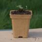 Preview: Aquilegia vulgaris - Wilde Akelei