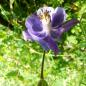 Preview: Aquilegia vulgaris - Wilde Akelei