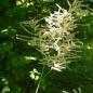 Preview: Aruncus dioicus - Waldgeißbart