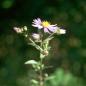 Preview: Aster amellus - Kalkaster