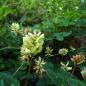 Preview: Astragalus glycyphyllos - Süßholz-Tragant
