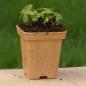 Preview: Astrantia major - Sterndolde