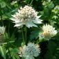 Preview: Astrantia major - Sterndolde