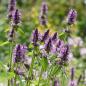 Preview: Betonica officinalis - Heilziest, Betonie