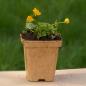 Preview: Caltha palustris - Sumpfdotterblume