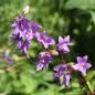 Preview: Campanula glomerata - Knäuelglockenblume