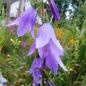 Preview: Campanula rapunculoides - Ackerglockenblume