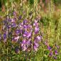 Preview: Campanula rapunculoides - Ackerglockenblume