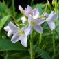 Preview: Cardamine pratensis - Wiesenschaumkraut