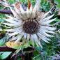 Preview: Carlina acaulis - Silberdistel