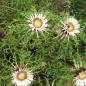 Preview: Carlina acaulis - Silberdistel