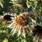 Preview: Carlina vulgaris - Golddistel