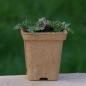 Preview: Centaurea scabiosa - Skabiosenflockenblume