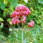 Preview: Centranthus ruber - Spornblume