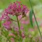 Preview: Centranthus ruber - Spornblume