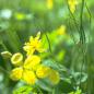 Preview: Chelidonium majus - Schöllkraut
