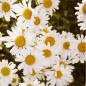 Preview: Chrysanthemum corymbosum - Straußblüt. Margerite