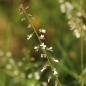 Preview: Circaea lutetiana - Hexenkraut