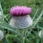 Preview: Cirsium eriophorum - Wollköpf. Kratzdistel