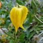 Preview: Clematis tangutica - Gelbe Waldrebe