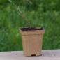 Preview: Clematis tangutica - Gelbe Waldrebe