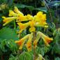Preview: Corydalis lutea - Gelber Lerchensporn