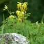 Preview: Corydalis lutea - Gelber Lerchensporn