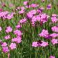 Preview: Dianthus deltoides - Heidenelke