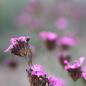 Preview: Dianthus carthusianorum - Karthäusernelke - Karthäusernelke