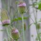 Preview: Dipsacus fullonum - Wilde Karde