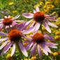 Preview: Echinacea purpurea - Purpursonnenhut