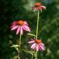 Preview: Echinacea purpurea - Purpursonnenhut