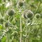 Preview: Echinops sphaerocephalum - Wilde Kugeldistel