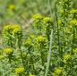 Preview: Euphorbia cyparissias - Zypressenwolfsmilch